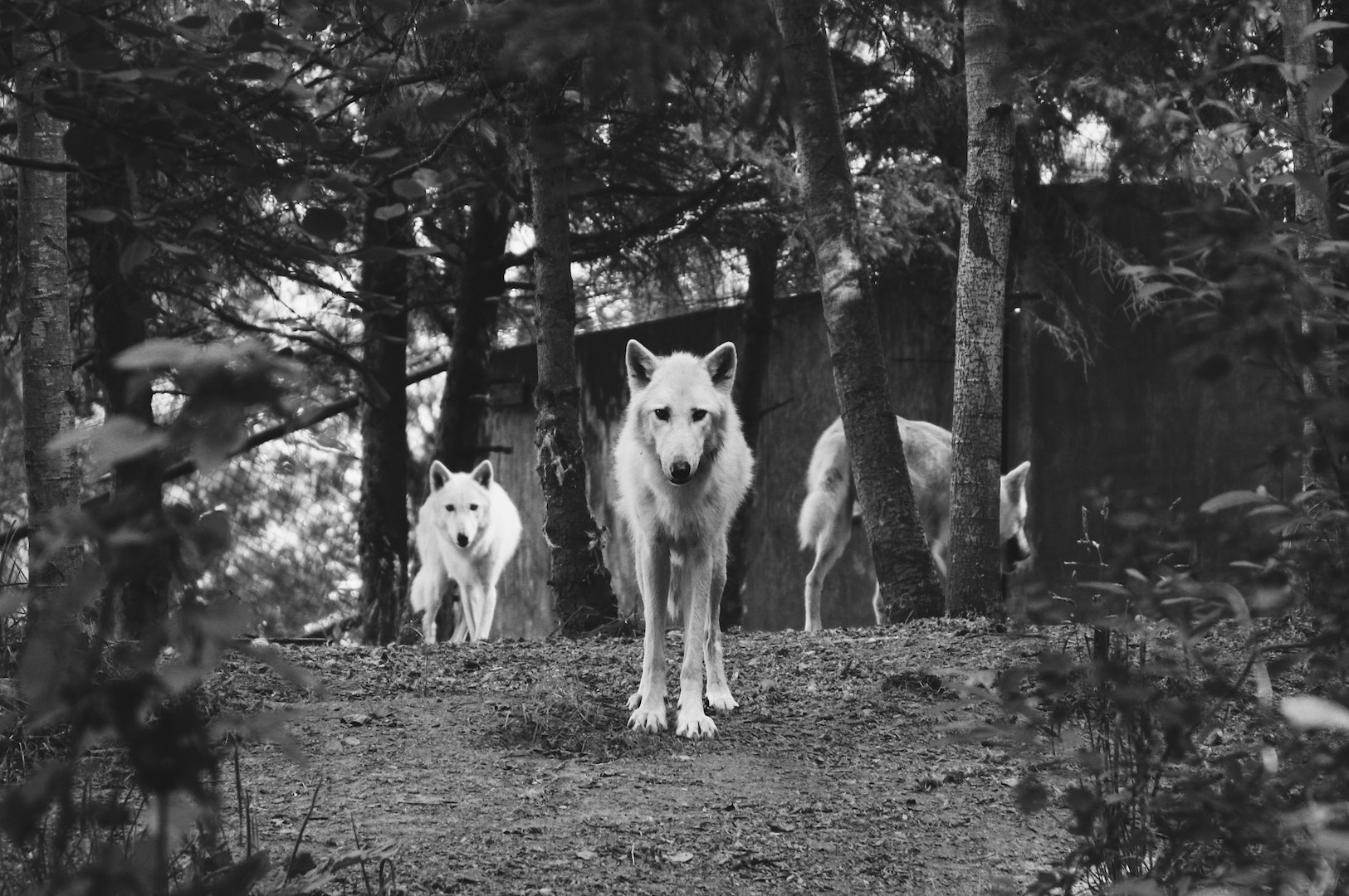 You are currently viewing Feeding the Wolves