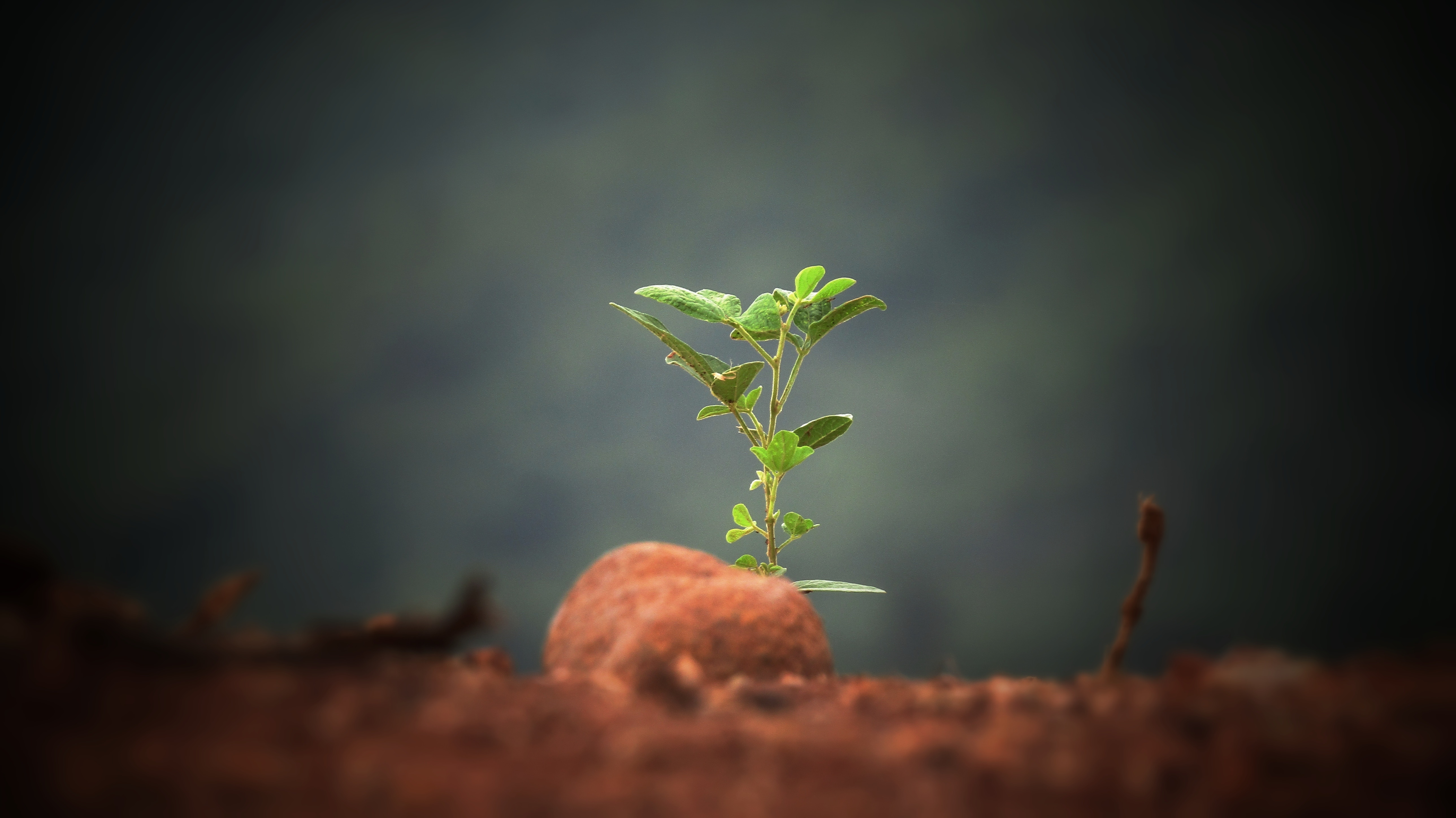 Read more about the article How Not to Lose Your Mind About Catastrophic Climate Change